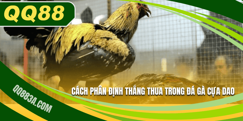 Cách phân định thắng thua trong đá gà cựa dao