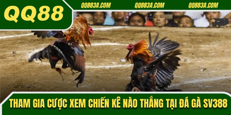 Tham gia cược xem chiến kê nào thắng tại đá gà SV388